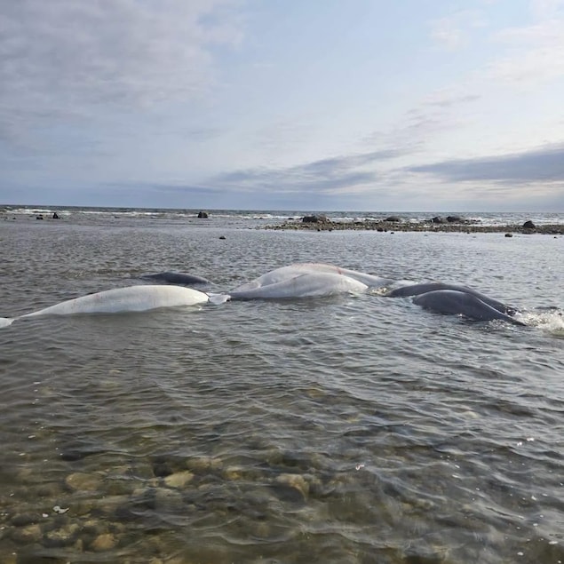 Des bélugas coincés dans de l'eau peu profonde.