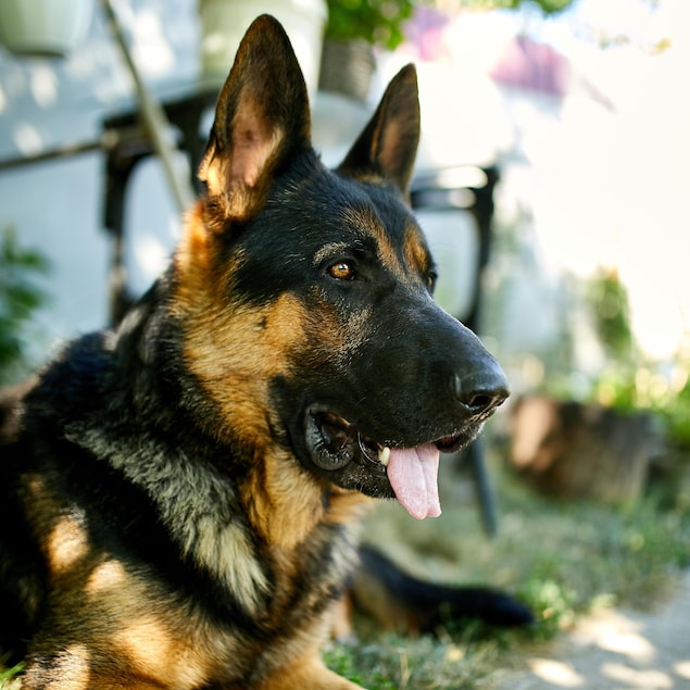 Un berger allemand avec sa langue pendante