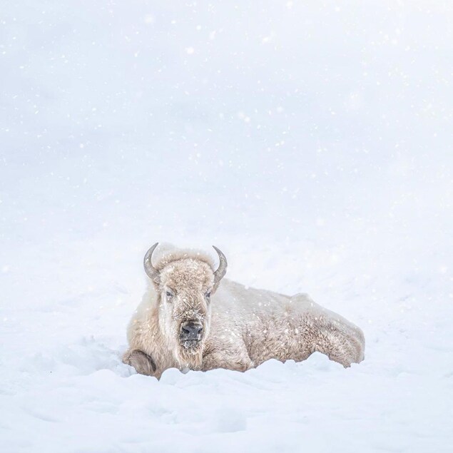 Un bison blanc est couché dans un champ enneigé.
