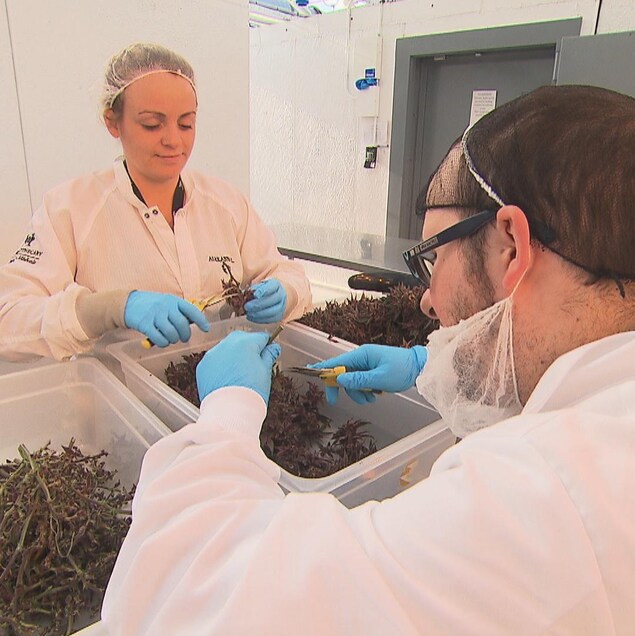 Des employés de Hydropothecary arrangent les fleurs de cannabi Des employés de Hydropothecary arrangent les fleurs de cannabi