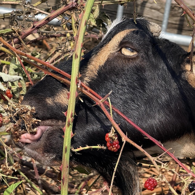 Une chèvre en train de manger de petits fruits dans un buisson.