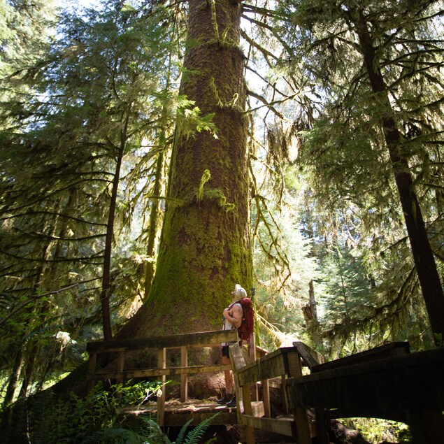 Un homme sur une plateforme de bois regarde un arbre.