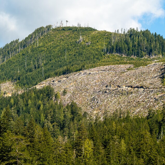 Forêt coupée sur une montagne.