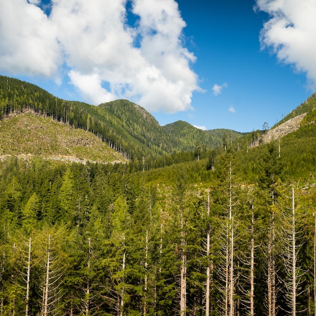 Paysage de montagnes recouvertes de forêt dont des grandes parties sont coupées.