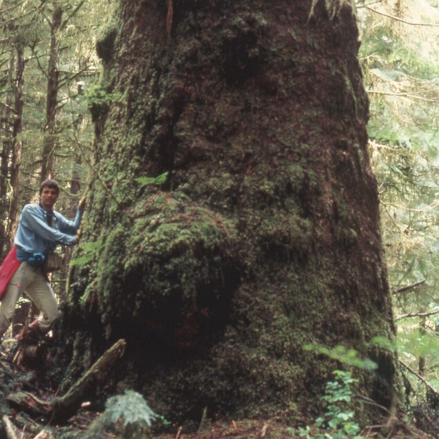 Randy Stoltmann au pied d'un arbre géant.