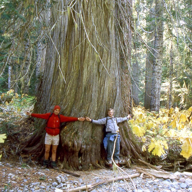Randy Stoltmann et Clinton Webb adossés contre un arbre géant.