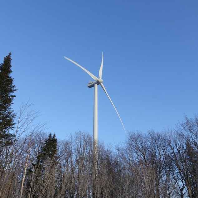 Une éolienne, derrière une rangée d'arbre.