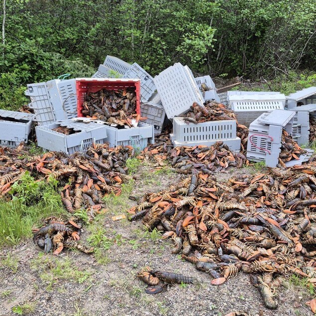 Hommards Des centaines de homards abandonnés dans une forêt au N.-B. | En bref ...
