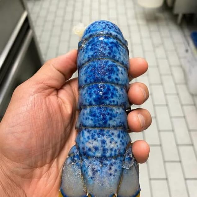 Une queue de homard bleue.