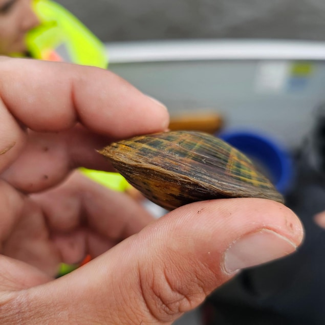 Une moule d'eau douce dans la main d'un chercheur.