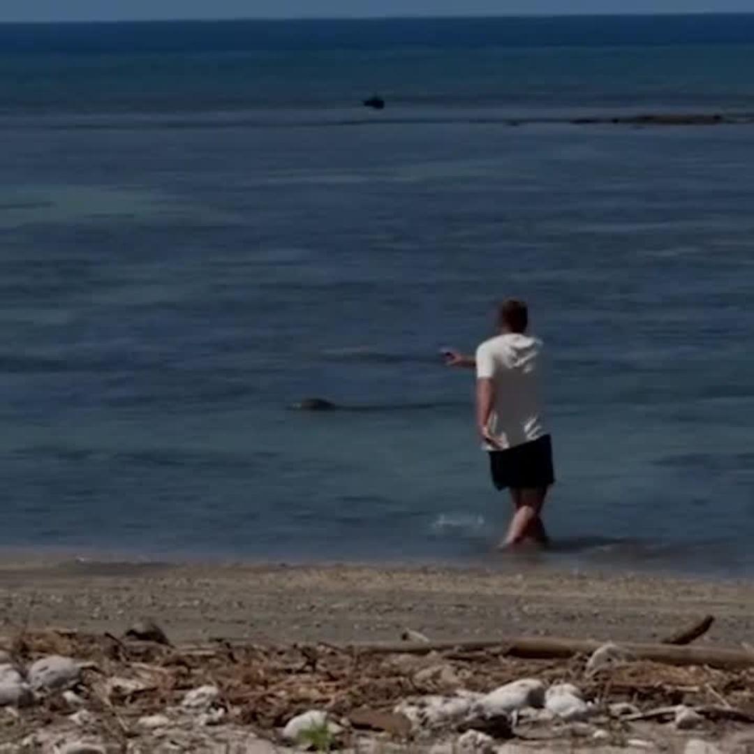 Un homme jette une pierre vers un phoque.