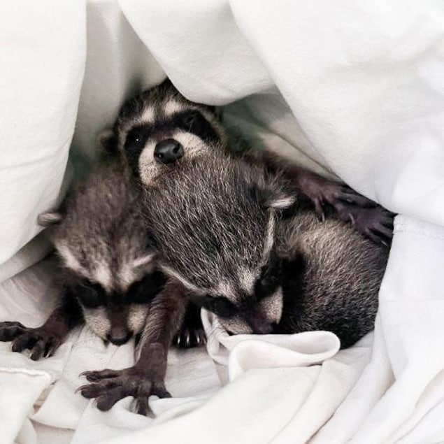 Des bébé ratons laveurs dans un draps. 