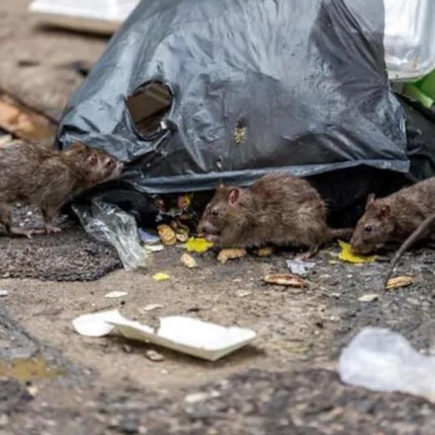 Des rats et des poubelles