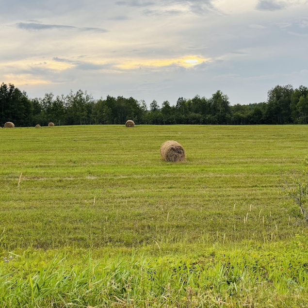 Des balles de foin en Abitibi-Ouest.
