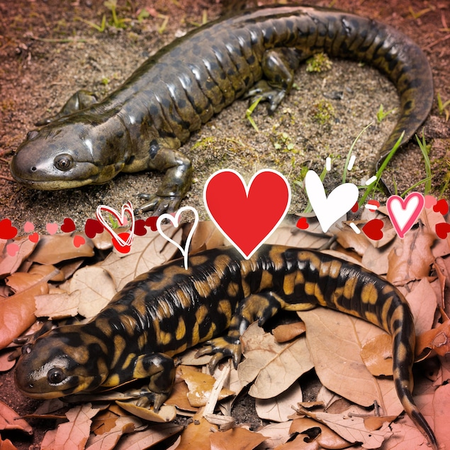 2 espèces de Salamandres.