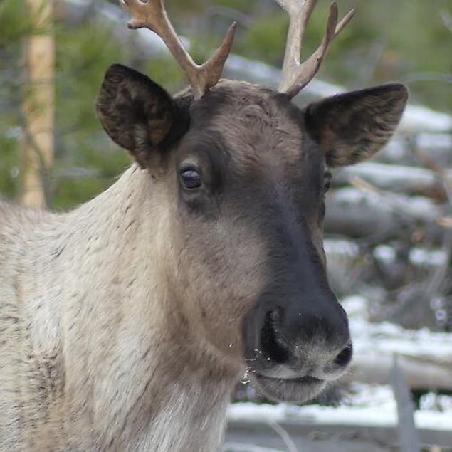 Caribou
