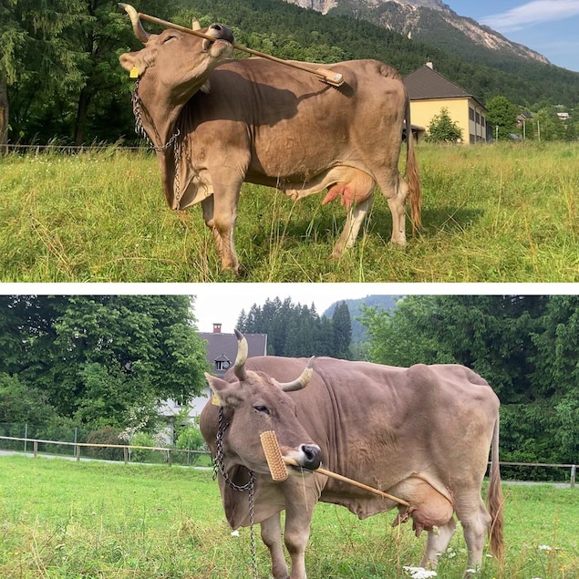 Cette vache et son balai bousculent la science | En bref | Radio-Canada