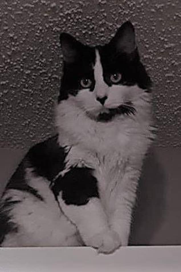 La chatte Oreo La chatte Oreo