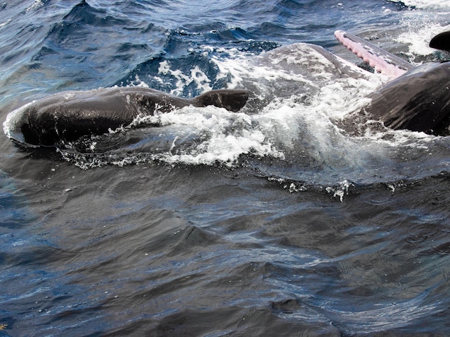 Ce Canadien accusé de vendre du « poison en ligne » | En bref | Radio ...