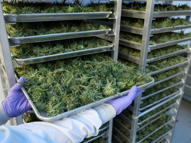 Un employé d'une compagnie de cannabis montre sa production