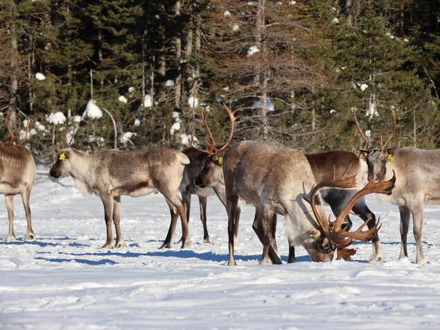 Un groupe de caribous dans la neige