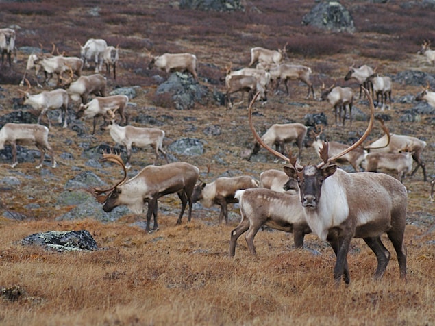 Des caribous mâles de la harde de la rivière aux Feuilles, au Nunavik, en octobre 2011.