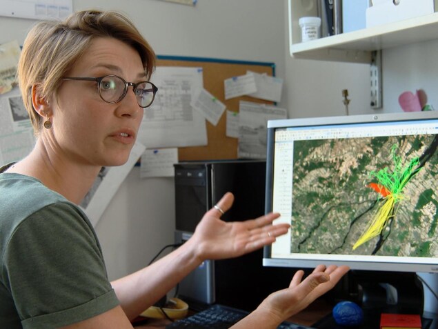 Manon Sorais montre sur l'écran d'ordinateur le parcours de trois goélands au nord-est de l'île de Montréal, chacun étant identifié par une couleur différente : jaune, rouge et vert. Manon Sorais montre sur l'écran d'ordinateur le parcours de trois goélands au nord-est de l'île de Montréal, chacun étant identifié par une couleur différente : jaune, rouge et vert.