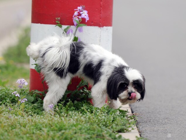 Un chien mâle urine. Un chien mâle urine.