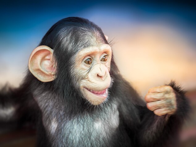 Un jeune chimpanzé. Un jeune chimpanzé.