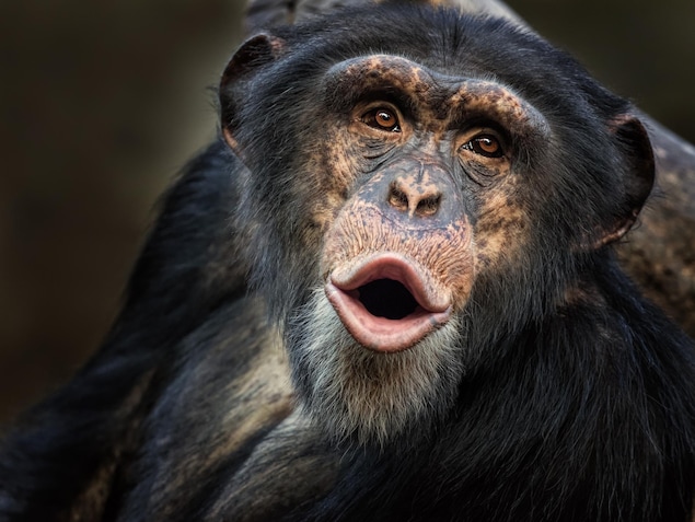 Un chimpanzé commun Un chimpanzé commun