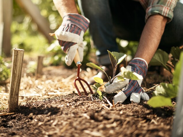 Un homme fait du jardinage. Un homme fait du jardinage.