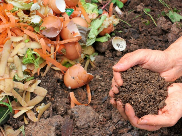 Un homme tient du compost dans ses mains. Un homme tient du compost dans ses mains.