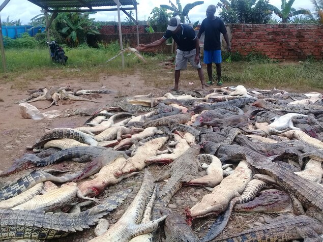 Des cadavres de dizaines de crocodiles gisent au sol. Un des deux hommes sur la photo lance le corps d'un bébé crocodile vers les autres corps. Des cadavres de dizaines de crocodiles gisent au sol. Un des deux hommes sur la photo lance le corps d'un bébé crocodile vers les autres corps.