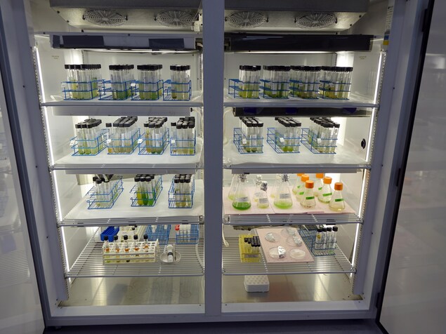 On voit un réfrigérateur de laboratoire ouvert. Il contient des dizaines d'échantillons d'eau gardés dans des fioles. On voit un réfrigérateur de laboratoire ouvert. Il contient des dizaines d'échantillons d'eau gardés dans des fioles.