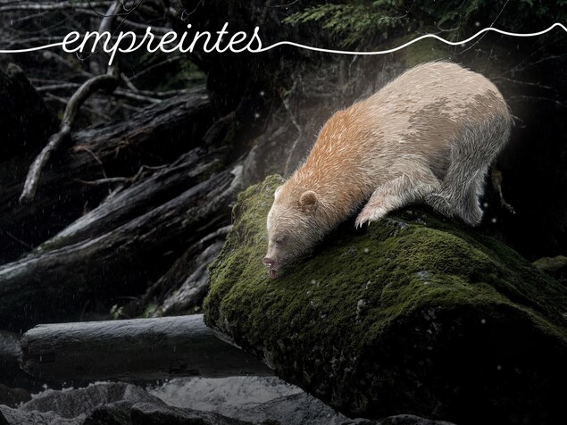 Illustration d'un ours esprit sur un rocher en train de se pencher pour aller boire de l'eau.