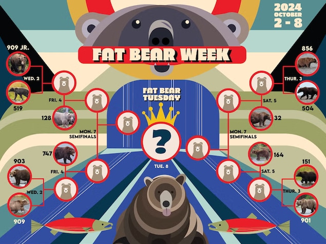Une infographie de type jeux vidéo qui montre le concours de l'ours le plus gras,