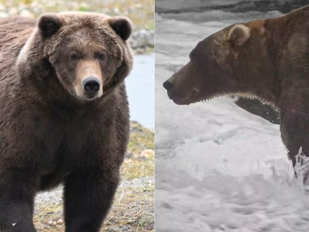 Montage photo de deux très gros ours
