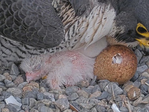Des fauconneaux et leur mère après l'éclosion.  