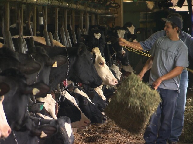 Des vaches dans une ferme laitière.
