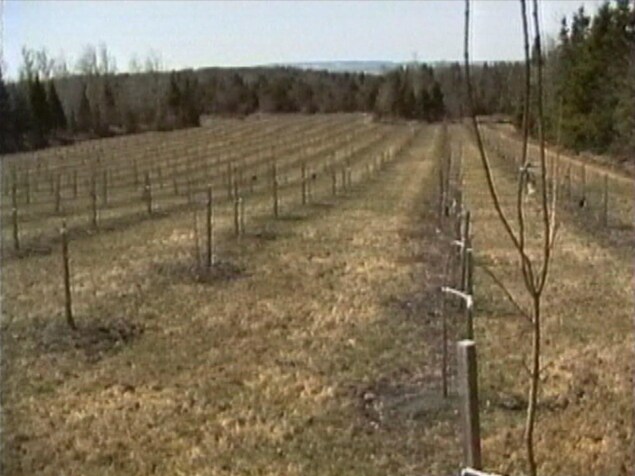 On voit la jeune forêt d'érables plantés en rangées par l'acériculteur Marcel Faucher. Les arbres font un ou deux mètres de haut. On voit la jeune forêt d'érables plantés en rangées par l'acériculteur Marcel Faucher. Les arbres font un ou deux mètres de haut.