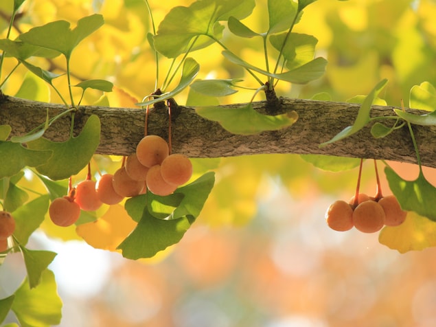 Des ovules dans les branches d'un ginkgo femelle.