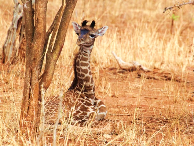 Un girafon se repose sous un arbre. Un girafon se repose sous un arbre.