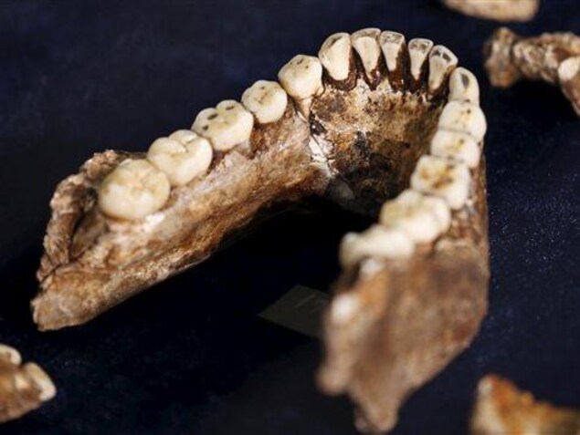 Les dents d'Homo naledi. Les dents d'Homo naledi.
