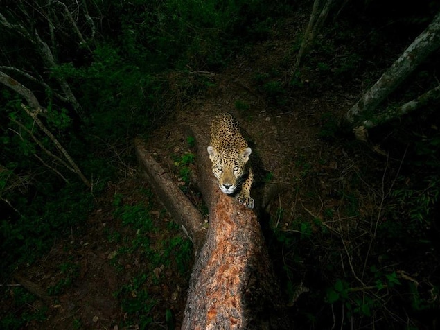 Un jaguar. Un jaguar.