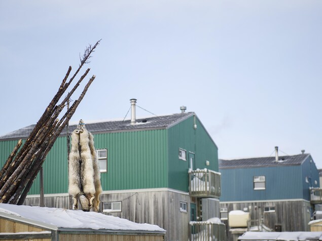 Fourrures de loups dans le village de Kangiqsualujjuaq Fourrures de loups dans le village de Kangiqsualujjuaq