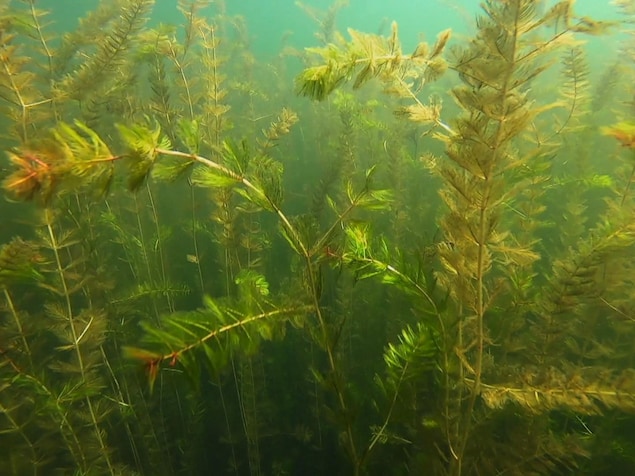 Images sous-marines de la plante exotique myriophylle à épis.