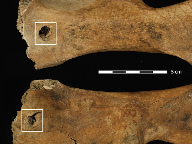 Vue de face et de dos d'une lésion de chasse dans le bassin d'un daim tué par des Néandertaliens il y a 120 000 ans .