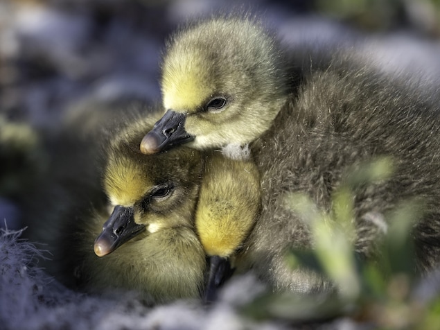 Trois petits oisons dans leur nid, sur l'île Bylot au Nunavut.