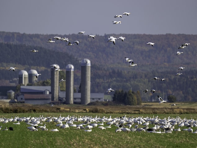 Des oies des neiges dans un champ devant une usine agricole, à l'île aux Grues, au Québec, à l'été 2025.