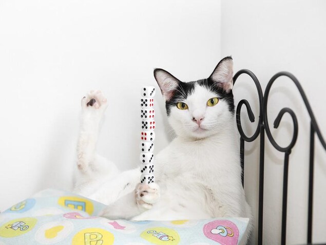 Le chat Bibi. Le chat Bibi.